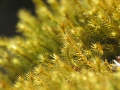 Breutelia chrysocoma