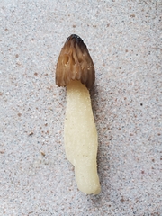 Morchella punctipes