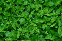 Stellaria reticulivena
