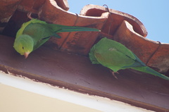 Brotogeris tirica