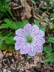 Geranium versicolor