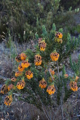 Liparia splendens splendens