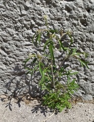 Lepidium sativum