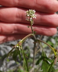 Lepidium sativum