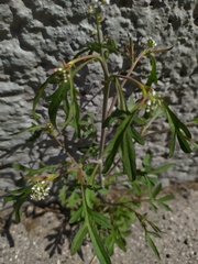 Lepidium sativum