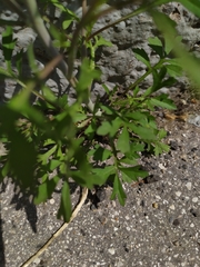 Lepidium sativum