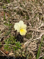 Viola ferrarinii
