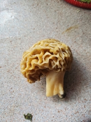 Morchella esculenta