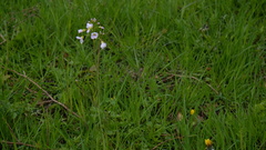 Cardamine pratensis