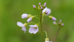 Cardamine pratensis