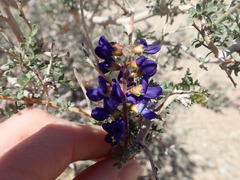 Psorothamnus arborescens simplicifolius