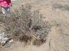 Psorothamnus arborescens simplicifolius