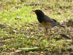Turdus dissimilis
