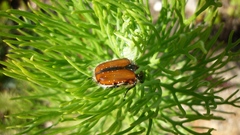 Trichostetha capensis hottentotta