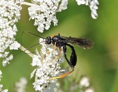 Exetastes suaveolens