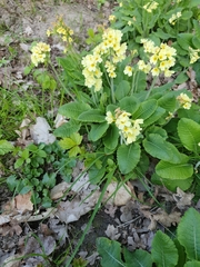 Primula elatior