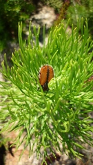 Trichostetha capensis hottentotta