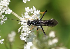 Exetastes suaveolens