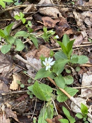 Stellaria corei
