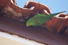 Brotogeris tirica
