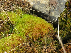 Imbribryum alpinum