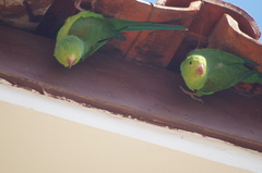 Brotogeris tirica