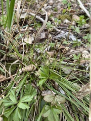 Carex digitata