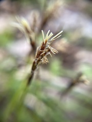 Carex digitata