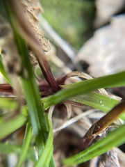Carex digitata