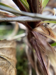 Carex digitata