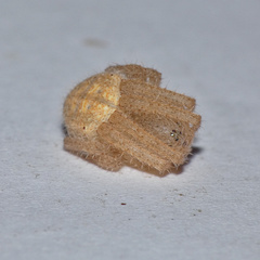 Pararaneus cyrtoscapus