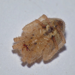 Pararaneus cyrtoscapus