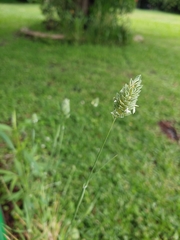 Phalaris brachystachys