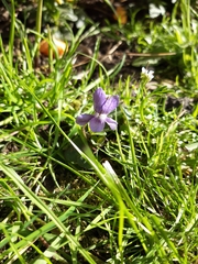 Viola odorata