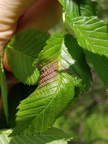 Woolly Elm Aphid photo 2