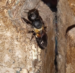 Megachile disjuncta