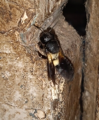 Megachile disjuncta