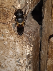 Megachile disjuncta