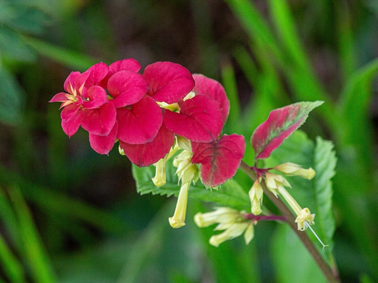 Amasonia campestris