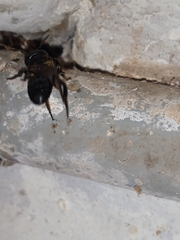 Megachile disjuncta
