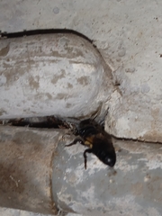Megachile disjuncta
