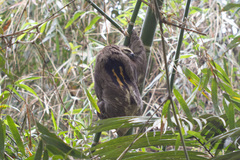 Bradypus variegatus trivittatus