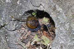 Macrochlamys superlita