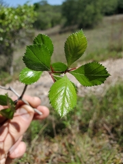 Crataegus tracyi