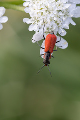 Malachius coccineus