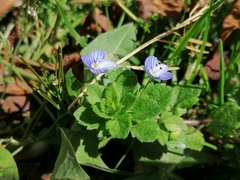 Veronica persica
