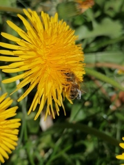 Apis mellifera