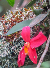 Cattleya coccinea