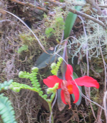 Cattleya coccinea