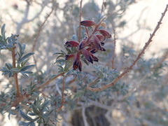 Psorothamnus arborescens simplicifolius